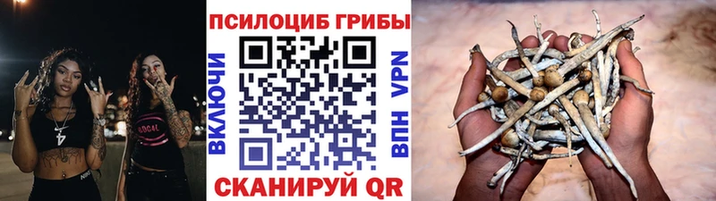 Галлюциногенные грибы Psilocybine cubensis  Купить закладки  Злынка 